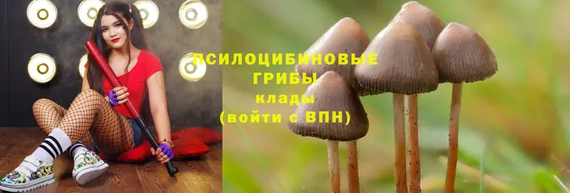 Псилоцибиновые грибы Psilocybine cubensis  Подпорожье 